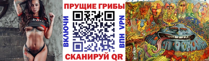 Купить  Новый Оскол  Псилоцибиновые грибы Psilocybine cubensis 
